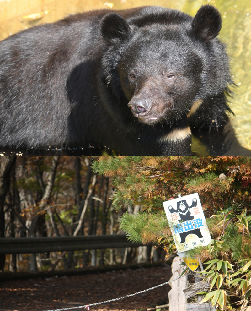 野生動物の侵入の発見(害獣検知)「OWL detector（オウルディテクター）for i-PRO」i-PRO AIネットワークカメラの機能拡張ソフトウェア